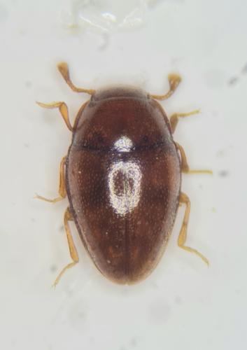 Cholovocera fleischeri